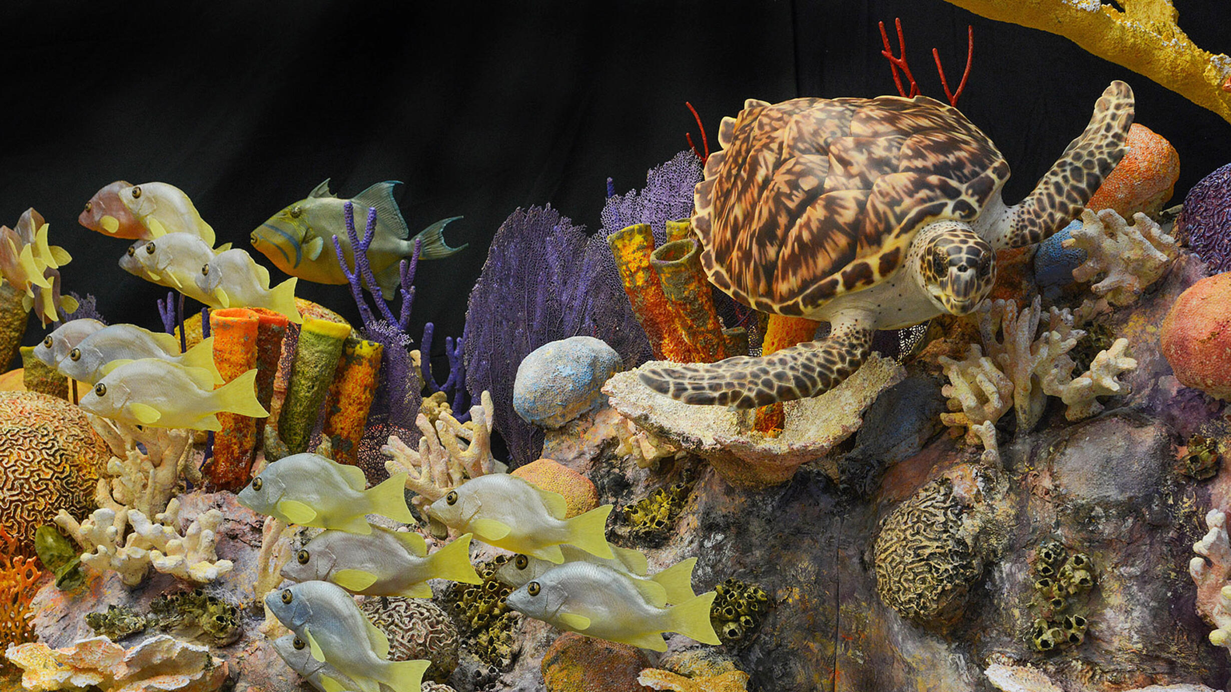 Coral reef model shows a variety of coral in different shapes and colors as well as a school of fish and hawksbill turtle swimming by.