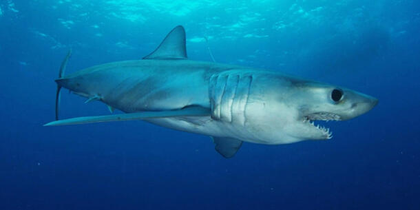 Longfin Mako shark swimming in the sea.