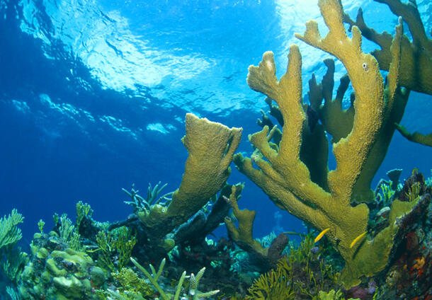 Coral reef with large outcropping of elkhorn coral and two small fish swimming by.