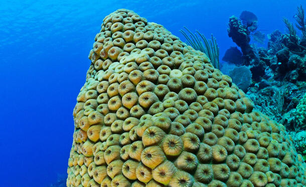 Large, pointed outcropping of star coral.