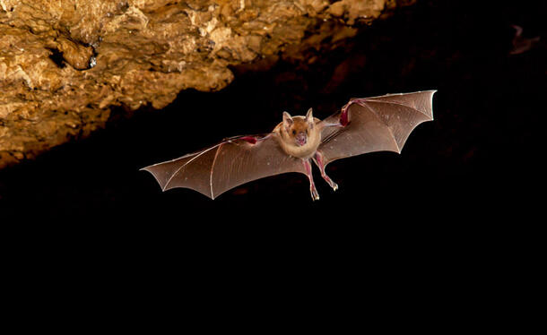 Cuban flower bat with wings spread, flying out of cave.