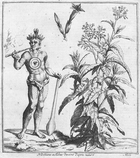Illustration of a man standing next to a tobacco plant and smoking tobacco.