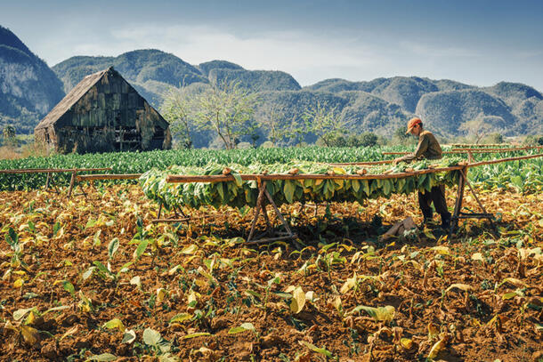 Worker in the middle of a tobacco field hangs tobacco leaves on a wooden rack.