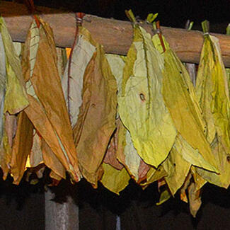 Display shows tobacco leaves strung along wooden poles.