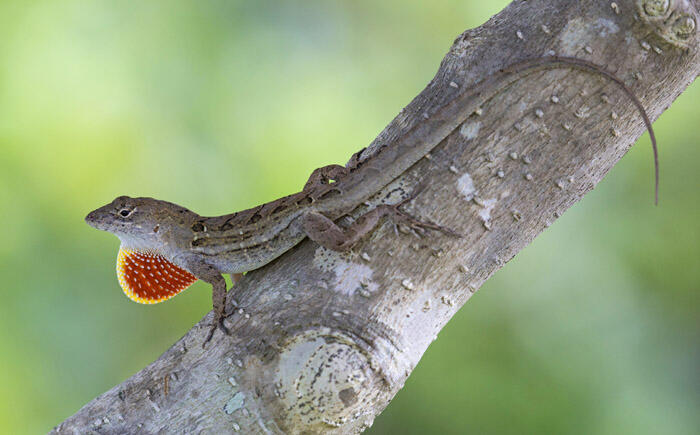 Male cuban anole lizard sitting on a tree branch and displays its dewlap.