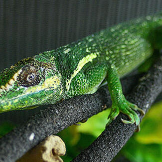Cuban knight anole peers at the viewer from his resting place on a tree branch.