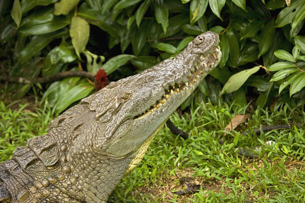 Un cocodrilo americano esta sentado en el pasto y mira hacia arriba.