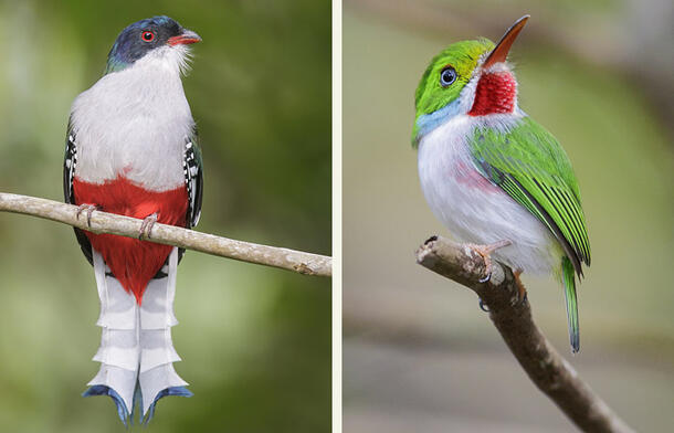 Close-ups of the trogon and tody sitting on branches.