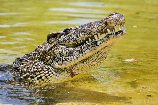 Cuban crocodile lifts its head out of the water. 