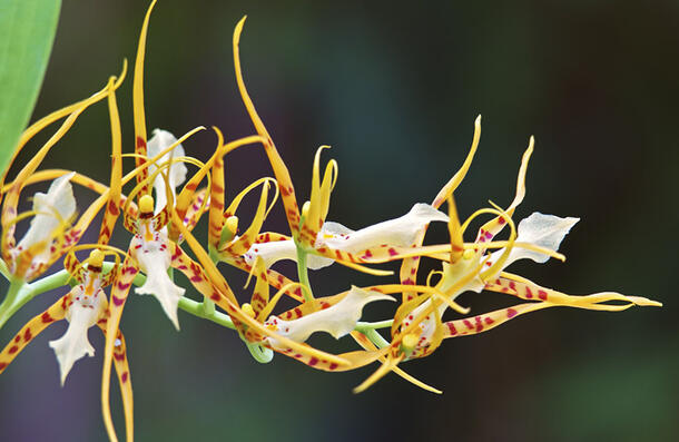 Los sépalos y pétalos se extienden desde el tallo de manera similar a las patas enredadas de una araña.