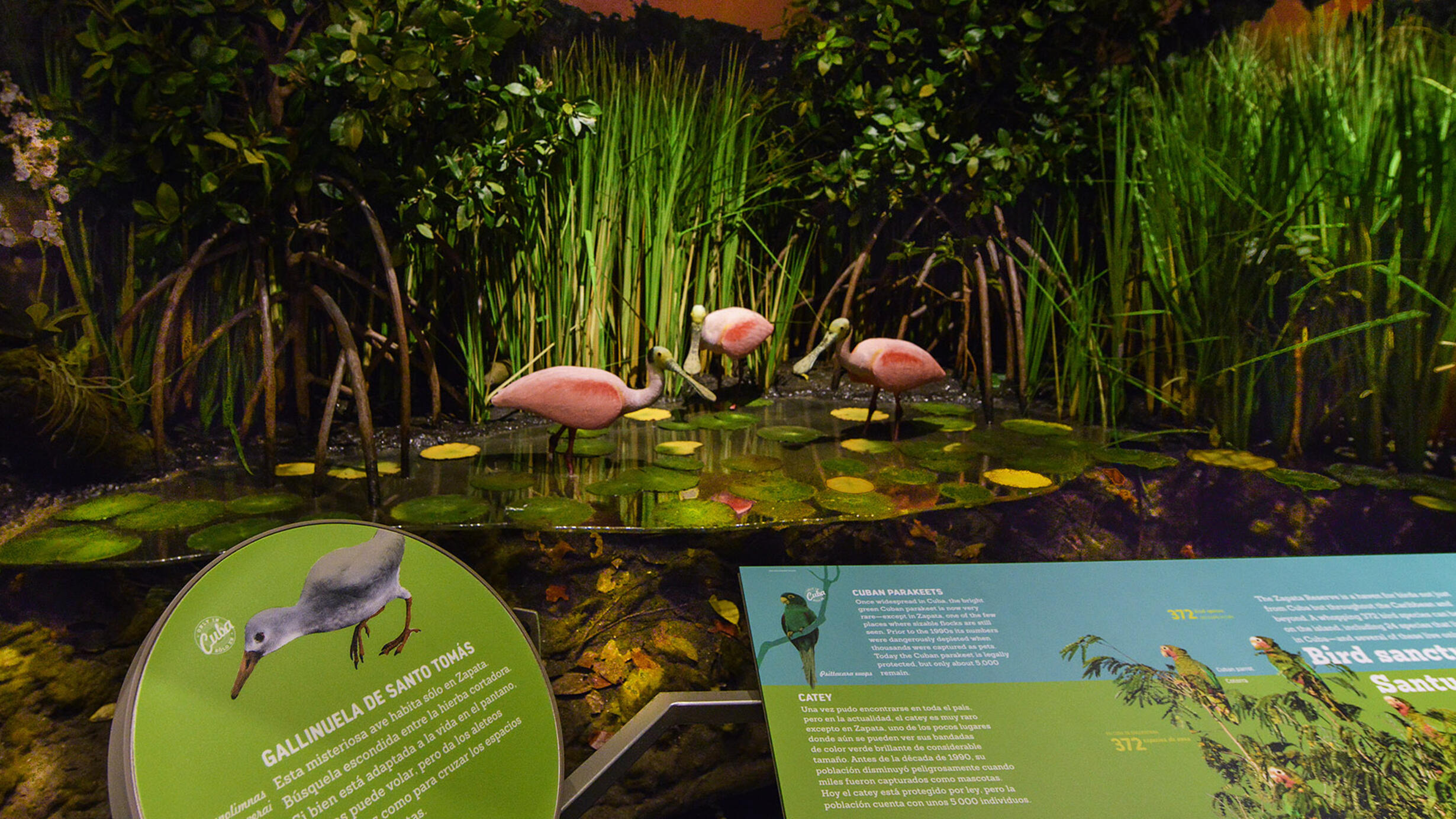 Re-creation of the Zapata Wetlands featuring marshy grasses, mangrove trees and models of three Roseate spoonbills.