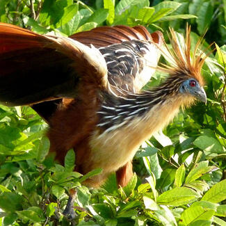 Hoatzin perches on a leafy branch and spreads its wings for takeoff.