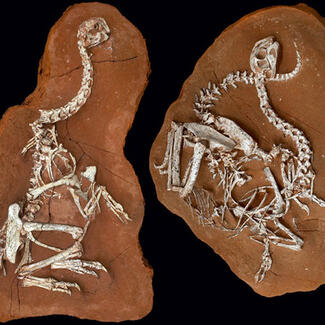 Two fossil skeletons of Khaan mckennai dinosaurs.