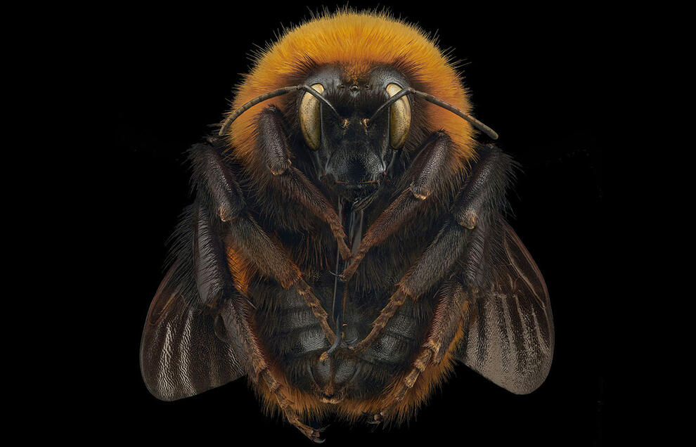 Macro ventral view of honeybee.