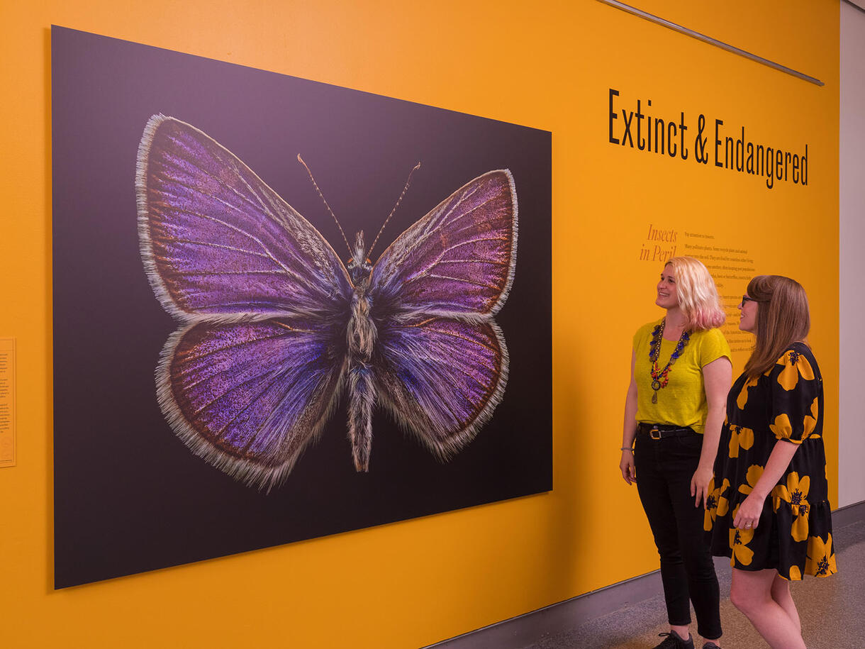 Two Museum visitors stand in front of a very large wall-mounted photograph of a macro view of a butterfly.