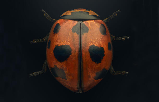 Dorsal view of the ninespotted lady beetle, Coccinella novemnotata.