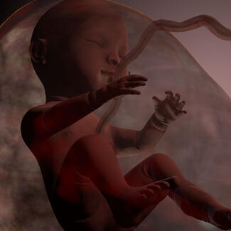 Rendering of a fetus in the womb with the umbilical cord still attached.