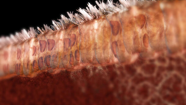 Microscopic image of skin showing skin cells and hairs