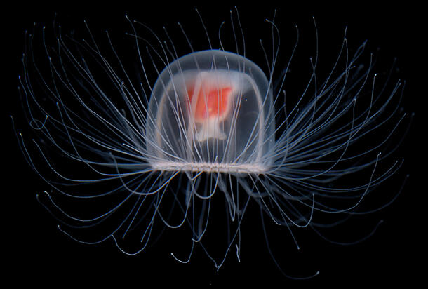 immortal jellyfish (Turritopsis dohrnii) polyp