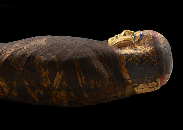 Side horizontal view of upper body and head of mummy, covered in dark wrappings with a gilded face.