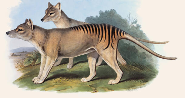 Tasmanian Tiger Natural Histories