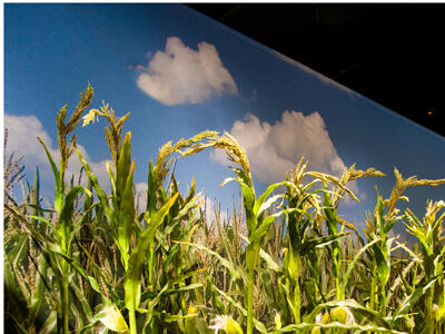 Photo of corn plants in a field against a clear blue sky with a few puffy cumulus clouds.