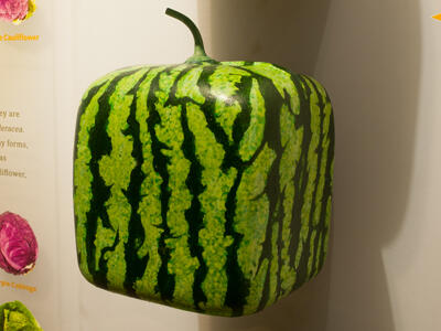 Mounted in an exhibition case, a whole square-shaped watermelon with typical green exterior markings, and a small stem on top.