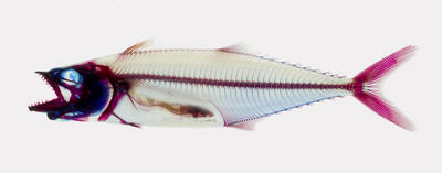 A stained skeleton of a long, thin fish, in shades or red, yellow, and blue.