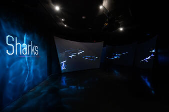 The entrance to the Sharks exhibition, featuring several large video screens.