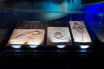 Three slabs containing fossil imprints are displayed next to one another.