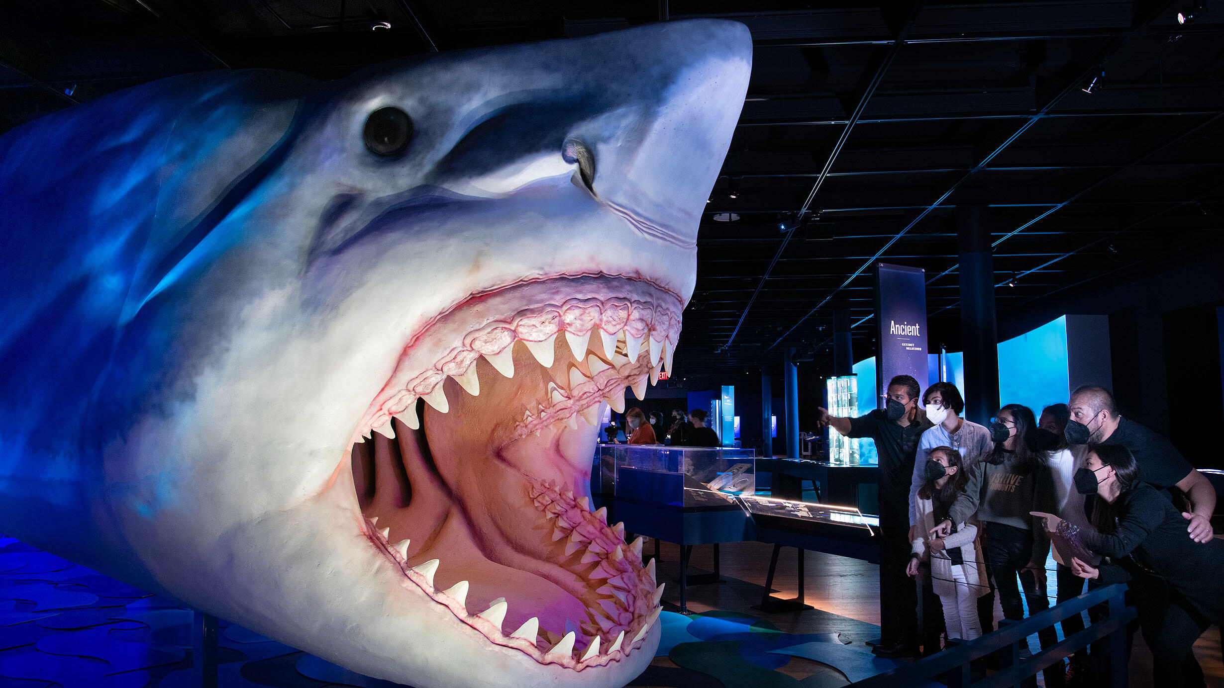 A small group of visitors looks into the gaping mouth of a life-sized megalodon model.