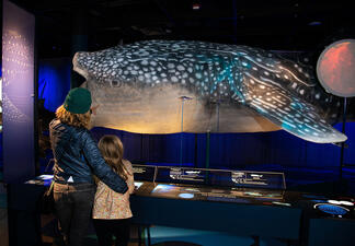 Adult and child stand close together and view the whale shark model.