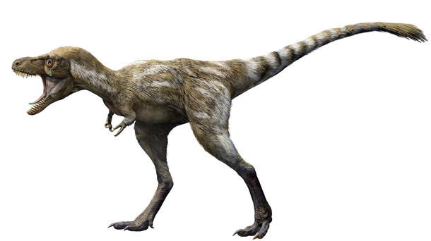Illustration of T. rex juvenile.