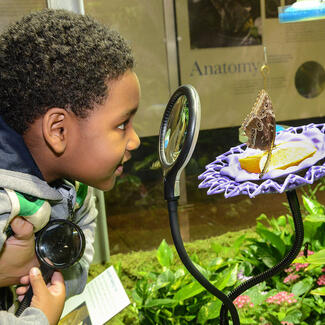 Child looks through a magnifying glass to watch a butterfly feed from an orange slice.