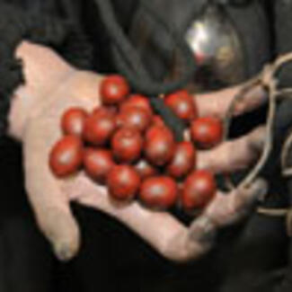 A close-up of a dirty human hand holding large smooth reddish nuts or berries.