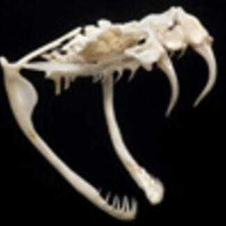 Eastern Rattlesnake Skull listing
