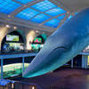 blue whale small