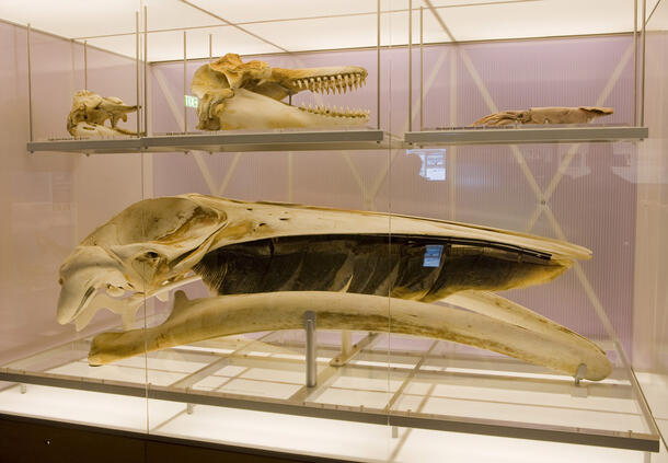 Whale skulls of varying sizes in a glass display case.