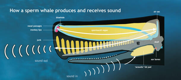 Diagram of a sperm whale head showing how it produces and receives sound