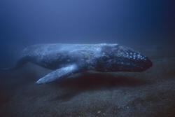 Whale near ocean bottom.