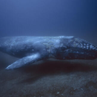 Whale near ocean bottom.