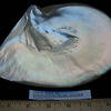 goldlipped-pearl-oyster_large