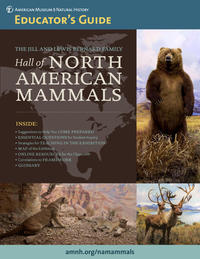 Hall of North American Mammals Educator thumb