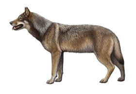 A side view of the dire wolf, an extinct wolf species