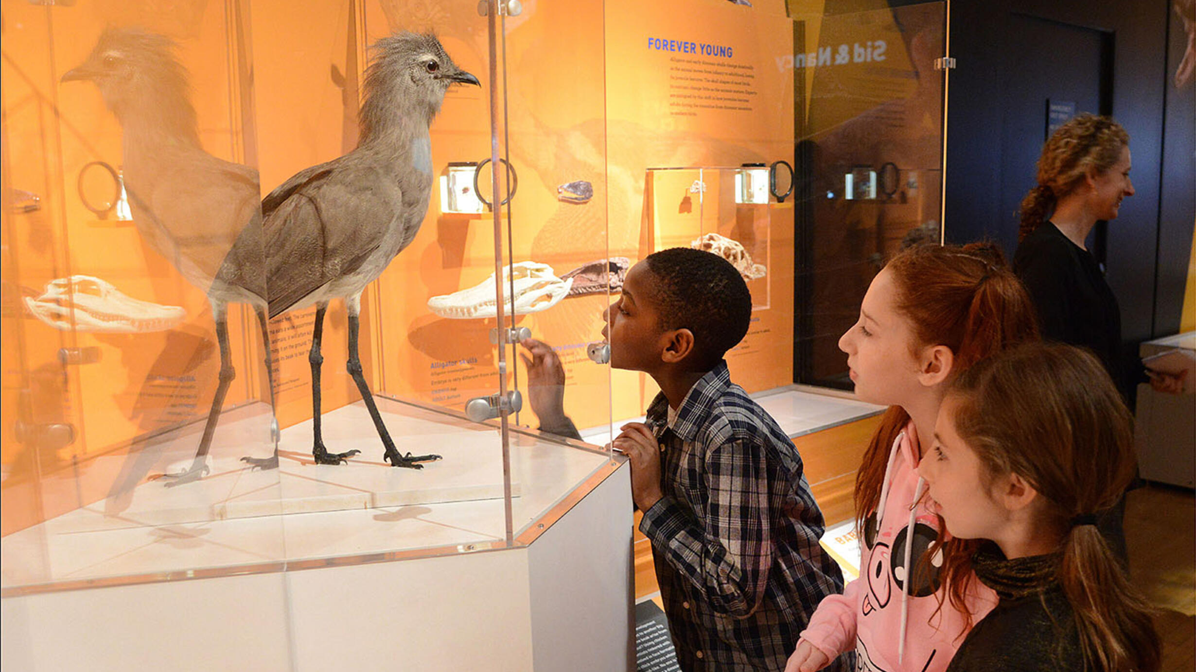 Three kids look at a bird specimen behind glass case.