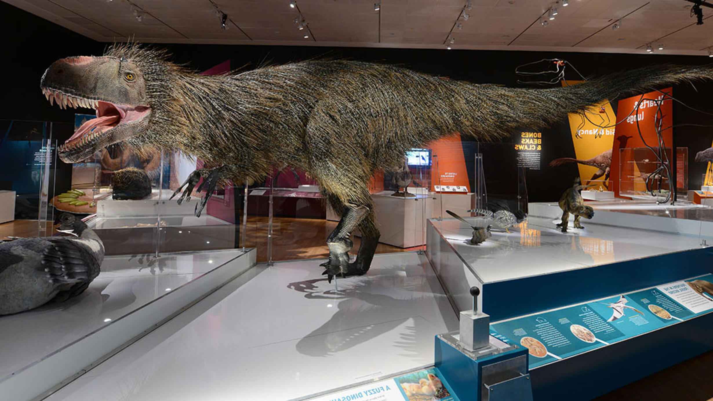 Model of a dinosaur with short arms, long tail, and open mouth full of sharp teeth, covered in two-toned hair from the neck to tail.