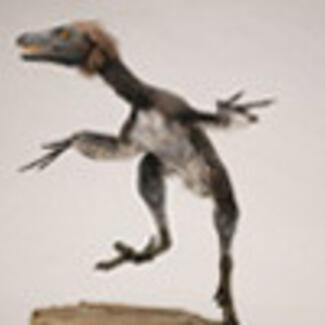 Figure of a small predator dinosaur, Bambiraptor, a new species whose bones were discovered by a boy in Montana