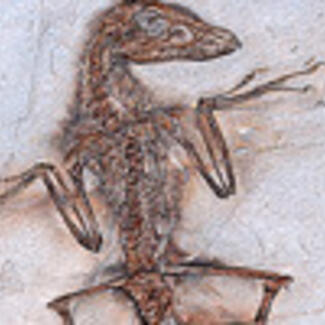 In a stone slab the fossil skeleton of an animal with four thin limbs with long thin fingers ending in talons.