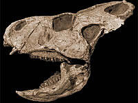 protoceratops_skull.jpg