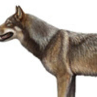 A hypothetical drawing of a dire wolf shows a muscular animal similar in appearance to a modern North American wolf.